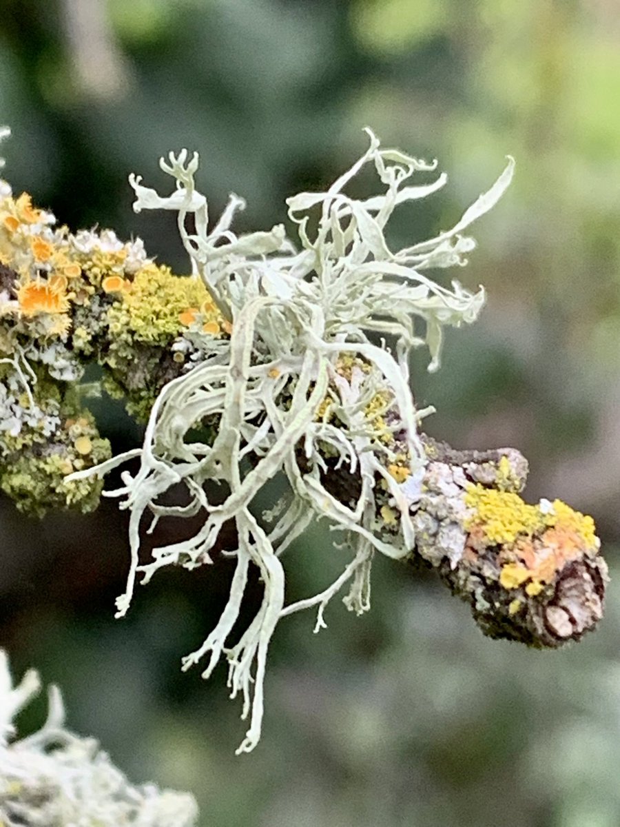 Natureinmyyard's tweet photo. Moss decorates #beauty #nature #NaturalBeauty #naturelover https://t.co/OLR3z5rBMh