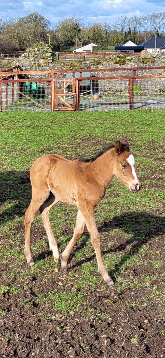 Say hi to new arrival Bambi! Klassy's first foal, a very beautiful Order Of St George filly foal, from Klassy Kay (Presenting). #CoolmoreNHSires
#RPFoalGallery