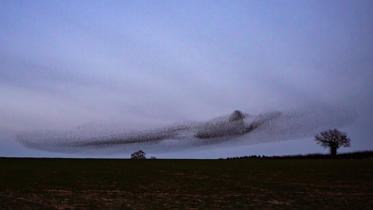 saloplarus's tweet image. Finally got over to Cheswardine for the six-figure #murmuration spectacle with the kids this evening. So. Many. Starlings!