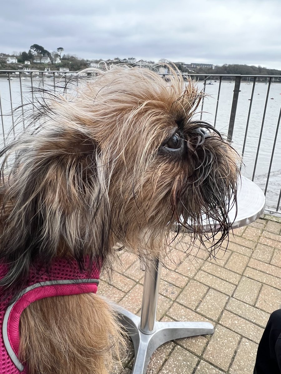 TwoLittleGriffs's tweet photo. Enjoying a bit of sea air #DogsofTwittter #Puppies #cutedog #love https://t.co/ueo3dDGyTG