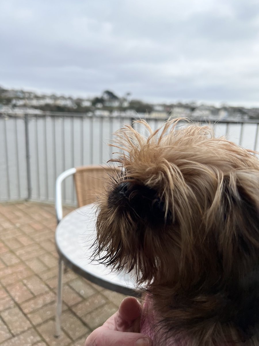 TwoLittleGriffs's tweet photo. Enjoying a bit of sea air #DogsofTwittter #Puppies #cutedog #love https://t.co/ueo3dDGyTG