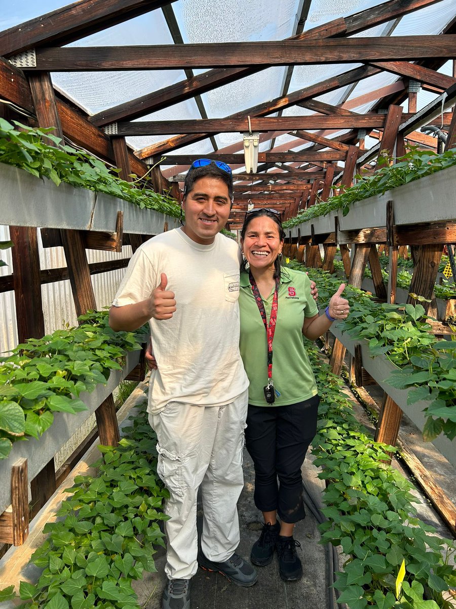 xtiealmeyda's tweet photo. Officially done with Sweetpotato greenhouse season! So proud of my MPRU team. Our plants are going places πͺπ½πͺπ½πͺπ½ #NCStateAgriculture #NCPN-SP #CleanSeed https://t.co/r3i4PYlM9W