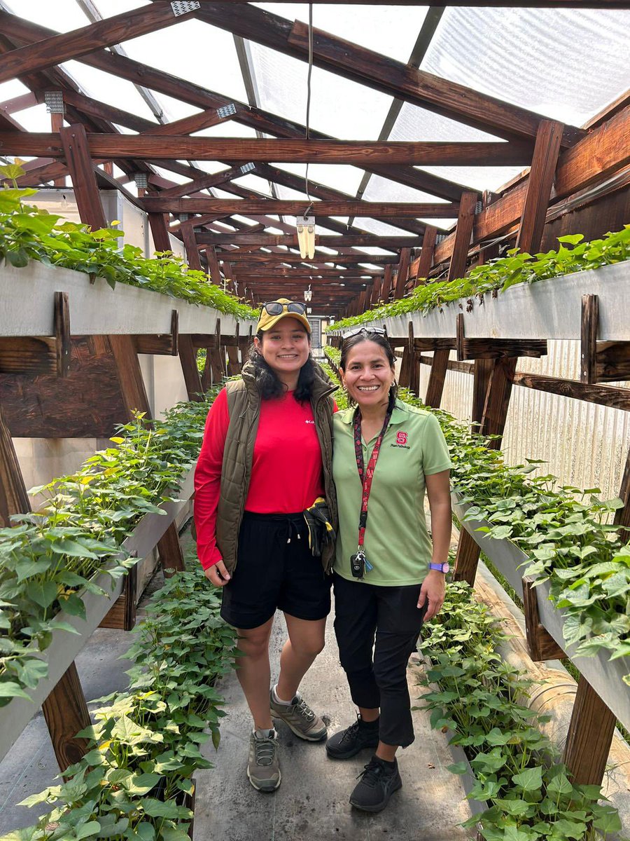 xtiealmeyda's tweet photo. Officially done with Sweetpotato greenhouse season! So proud of my MPRU team. Our plants are going places πͺπ½πͺπ½πͺπ½ #NCStateAgriculture #NCPN-SP #CleanSeed https://t.co/r3i4PYlM9W