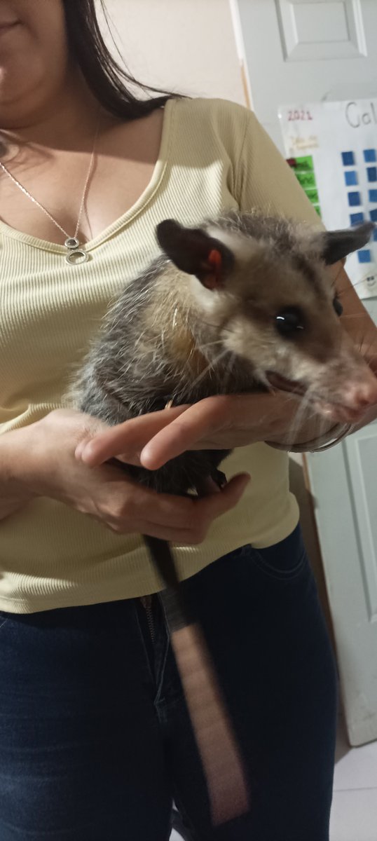 Mavivasquez25's tweet photo. @r1_aguirre Una zarigueya que se llama Zari jajaja, era una ratita chiquita y ya está grande https://t.co/JIUwDdnC4r