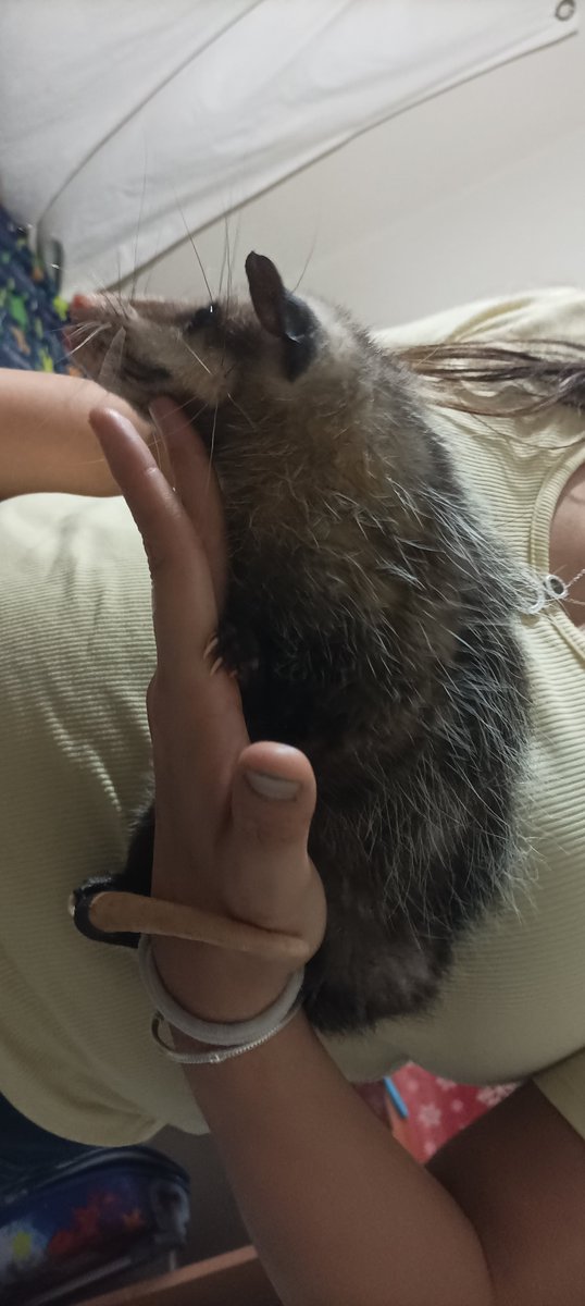 Mavivasquez25's tweet photo. @r1_aguirre Una zarigueya que se llama Zari jajaja, era una ratita chiquita y ya está grande https://t.co/JIUwDdnC4r