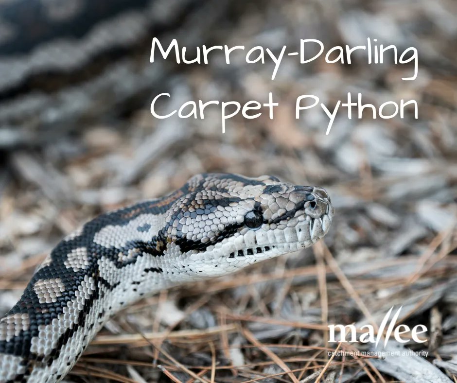 MalleeCMA's tweet photo. Fauna Friday β Murray-Darling Carpet Python (Morelia spilota metcalfei) π
Did you know?
Females lay 10 β 50 eggs every three to four years and guard their clutch, βshiveringβ to keep the eggs warm.
#murraydarlingcarpetpython #snakes #mallee #pythons #australiansnakes https://t.co/ZB6kV15QGI