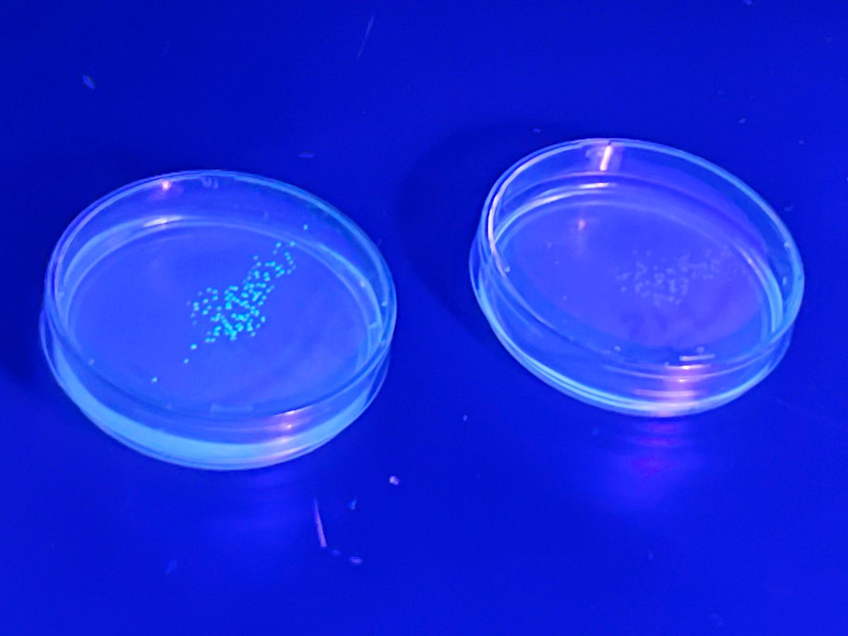AP Bio students created gmo bacteria by inserting a gene from a jellyfish. They controlled the expression of that gene, turning it on, by adding the sugar arabinose. When the gene is turned on, the bacteria are fluorescent green (left); when it is off, they are white (right).