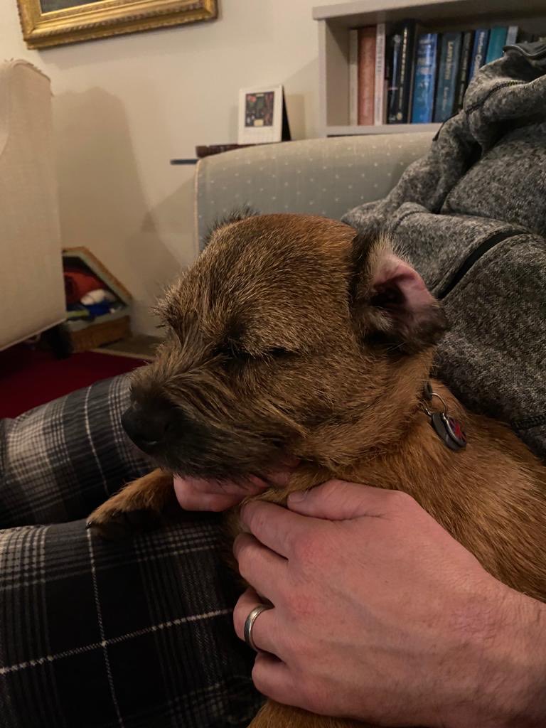 chesterterrier's tweet photo. Dis is wot is know as ‘Heeryhole invershun’. Dis woz a #btposse infomashun anownsmentation, fanks fur yoos attenshun. Luff Chester 😘🐾🐶 #dogsoftwitter https://t.co/GR9QmyG5rX