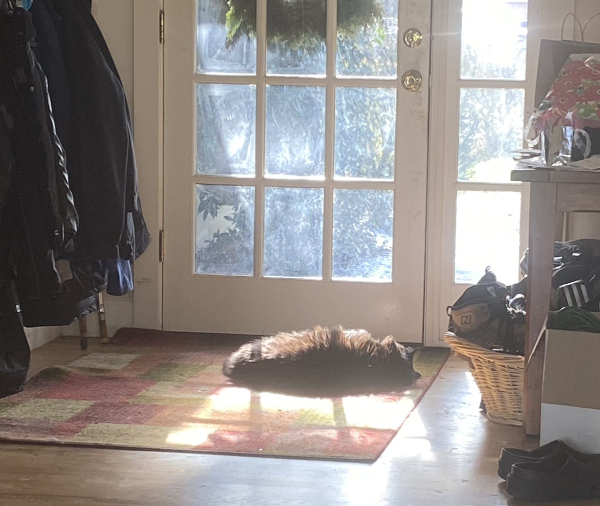 efilnikufsin's tweet photo. This sunbeam has the O’Neil Death Grip on Zip. So sad to see a once vibrant lad taken down so easily. #ZipIN https://t.co/SnN8495QHx
