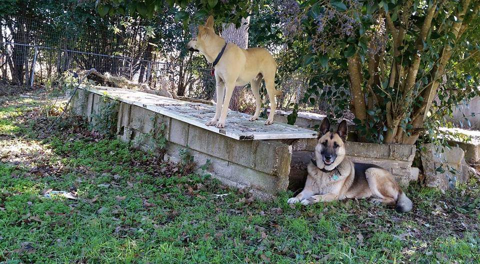 GaryACarlo's tweet photo. This photo was taken 3 months after we adopted Colt and still one of my favorite ones of him and Sig
#GSD_Sig #RIP #MissYou #BMC_Colt #TexasPups #MyBestFriends https://t.co/IB8pzYERz7