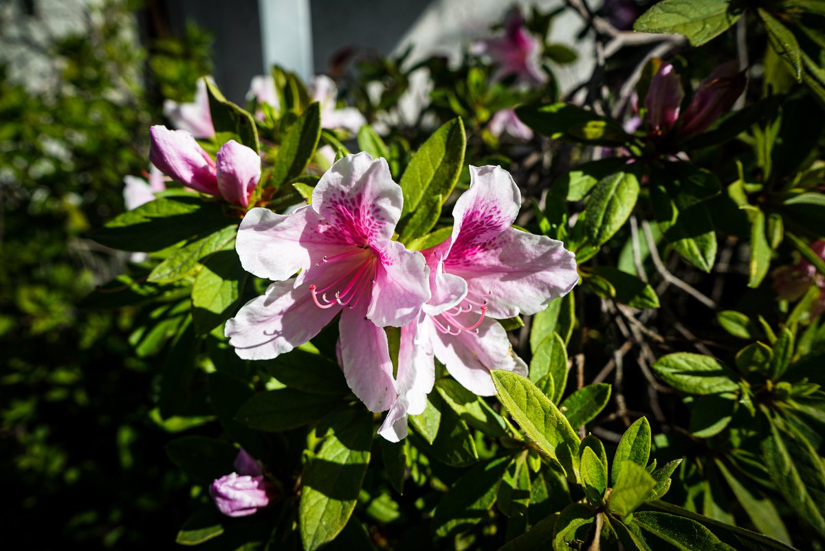 gardenersnotebk's tweet photo. Azalea 2023, Sherman Oaks, California

https://t.co/5SQ1iHsMQo

https://t.co/yeBk04Cr2b

➡️ I have moved here
https://t.co/PxU4kEiVjf and https://t.co/EdRWvQ4P89 

#azalea #floweringnow #flowers #nature #outdoors #california #losangeles  #travel #plants #photography https://t.co/c3UGrt4Xpw