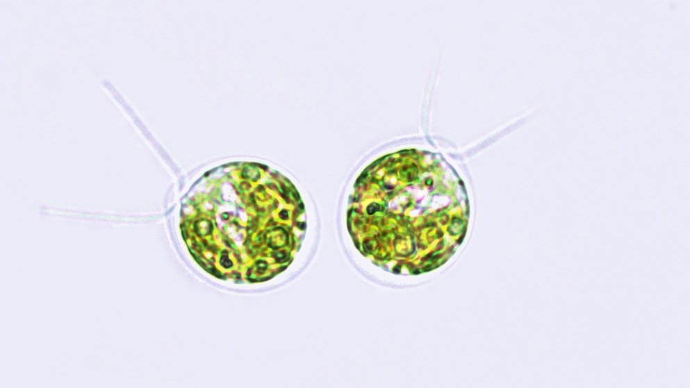Chlamydomonas is a motile, single-celled photosynthetic green algae that plays a crucial role in plant science and is a "flagship" organism of <a href="/ENERGY/">U.S. Department of Energy</a>. Various Chlamydomonas species are found around the globe in fresh and saltwater, moist soils, and even at the surface of snow.