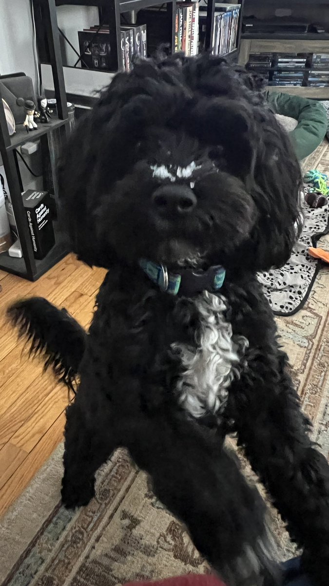 amysframeshop's tweet photo. @GraceRandolph I have cocaine dog! (Snow) https://t.co/bcBY5eDSsd