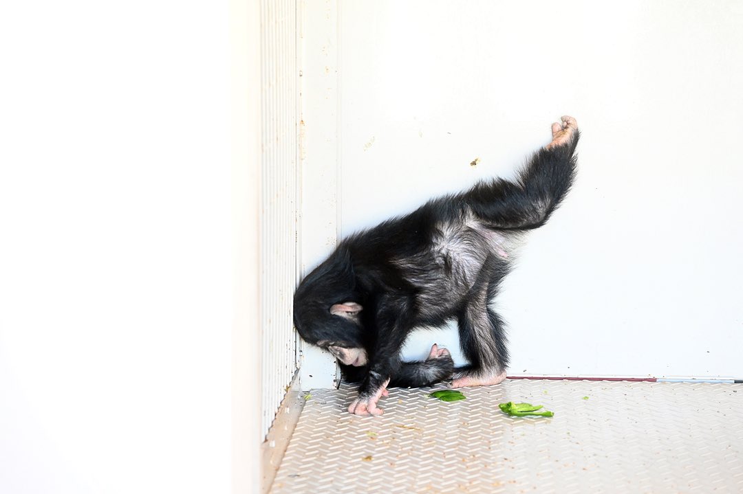 PvAsjsa's tweet photo. ファン君元気です😊
#チンパンジー
#のんほいパーク　
#豊橋総合動植物公園 https://t.co/PdoSwDKwXf