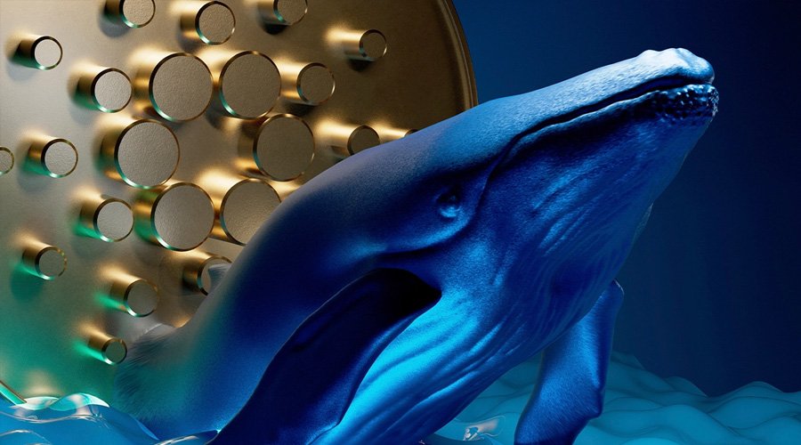 CryptoIRELAND1's tweet photo. Retweet If you want @cardano_whale back ASAP 
#Cardano Community 🐳 https://t.co/aHdr46dkbu