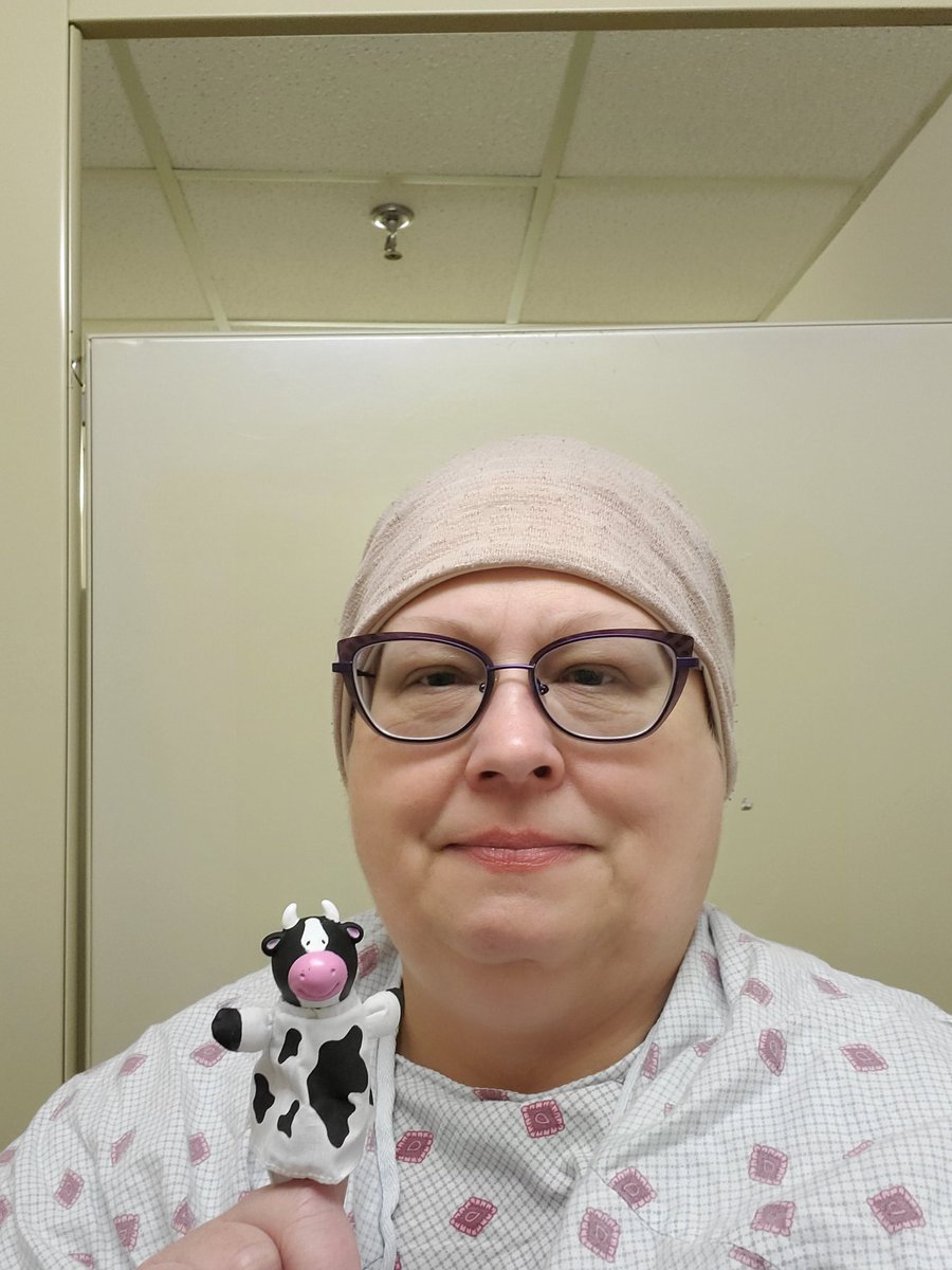 Chemoo the Chemootherapy Cow tweet media