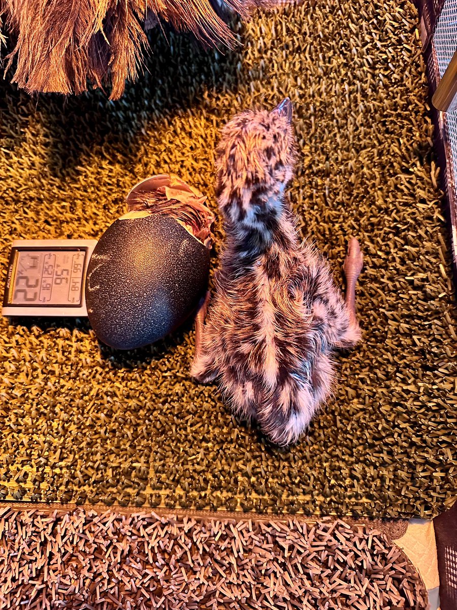 DrRooftopKY's tweet photo. #2 is almost out! Big brother is doing a moral support.
#emu
#ThreeArrowsFarm
#CharleesOrchard https://t.co/SBbThcLpSX
