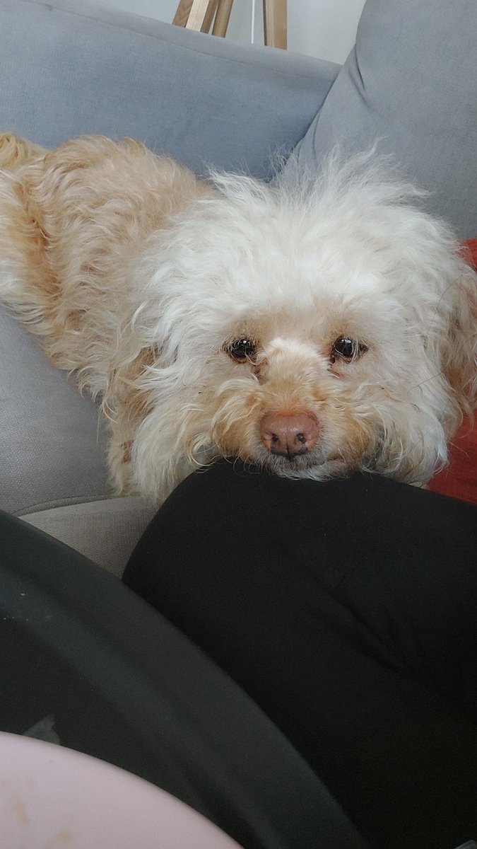 its_Daniela__'s tweet photo. Chewie ❤️ https://t.co/GUhQvGeDqu