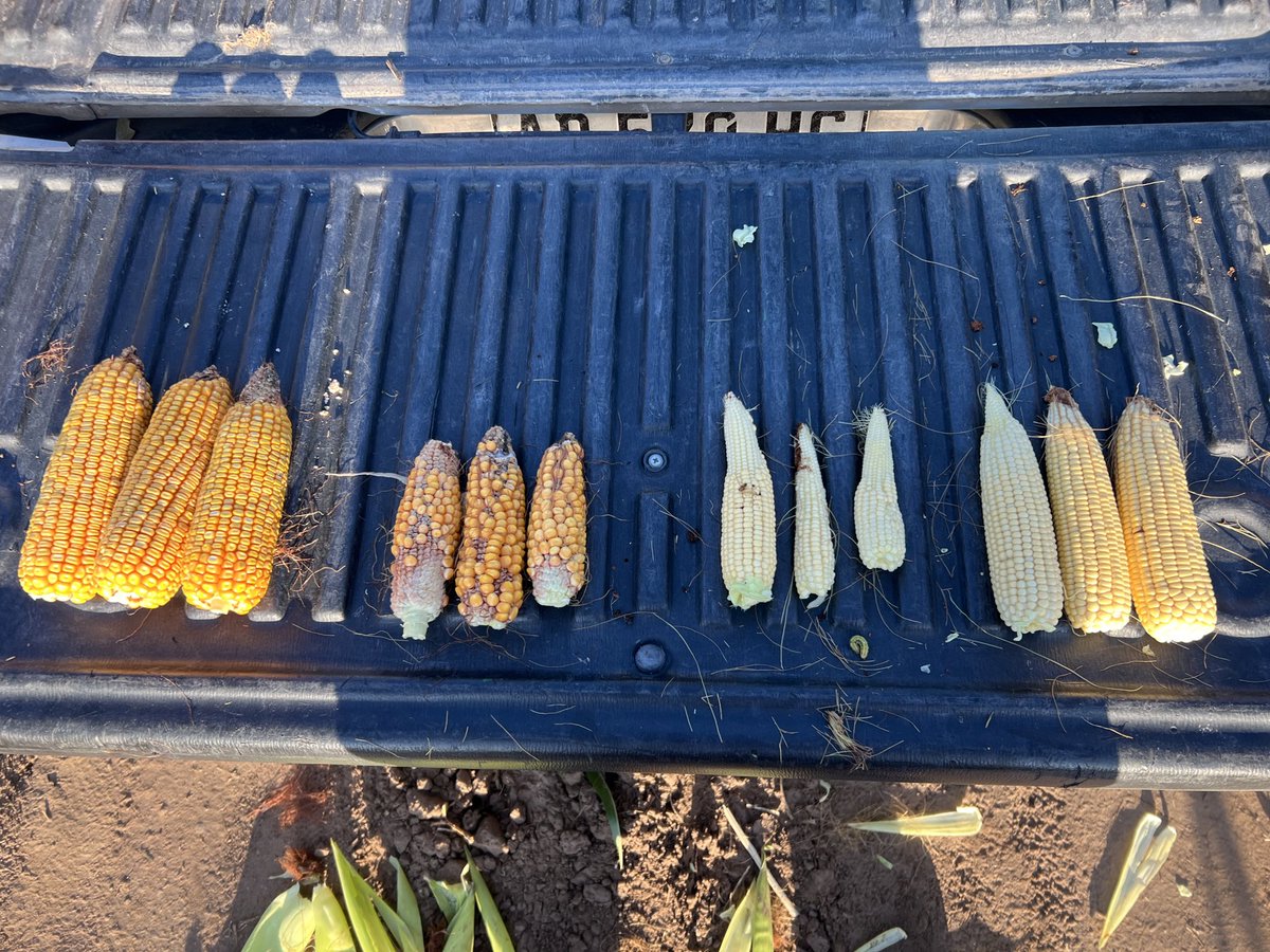 Temprano con riego/sin riego y tardío con/sin