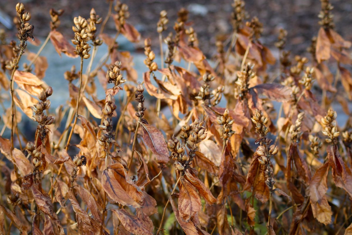GloriousInStLou's tweet photo. #enjoyingthewintergarden 

When there is not much growing in the garden it is nice to stop and appreciate subtle beauty in form and winter color. Like these turtlehead (Chelone) seed heads, aptly names because of their blossom shape. https://t.co/wjrUf0up0U