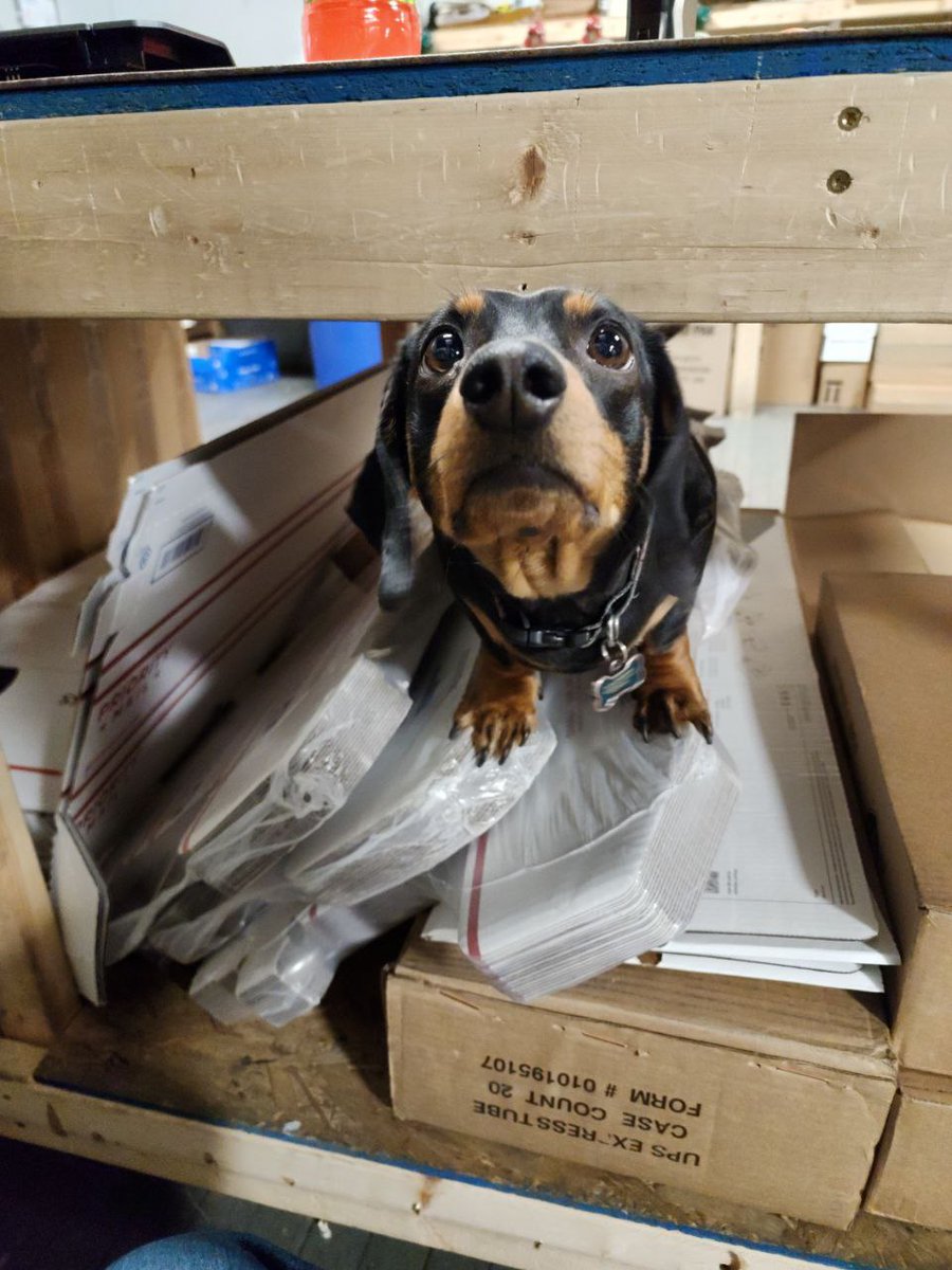 ModMyMods's tweet photo. We had our lovely little guest Vinyl in the shop today!๐
#vinyl #weinerdog #dachshund #dachshunds #shop #warehouse #dogthings #doge #hiding https://t.co/NcSrZeupif