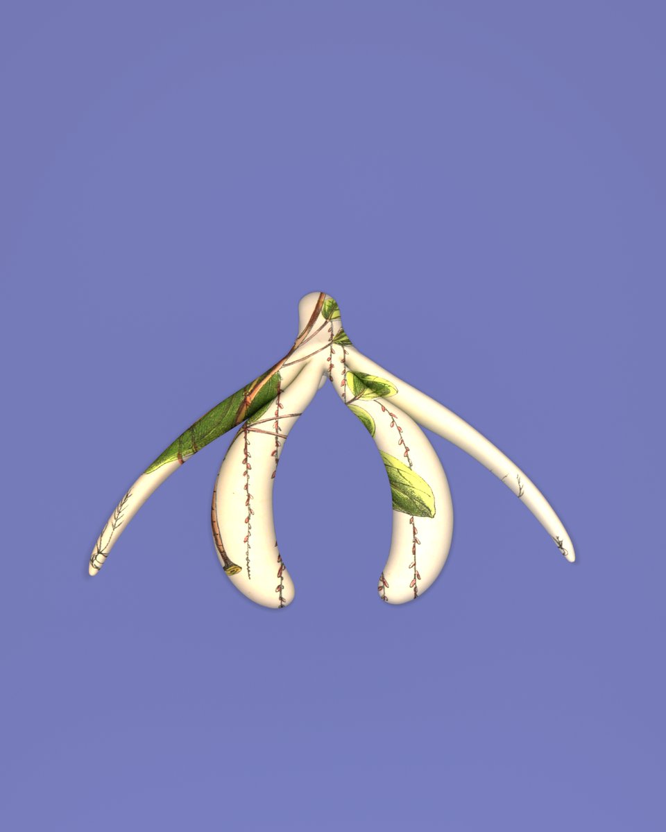 clitoscope's tweet photo. Clitoris cortusifolius https://t.co/rZtsh6JI0J