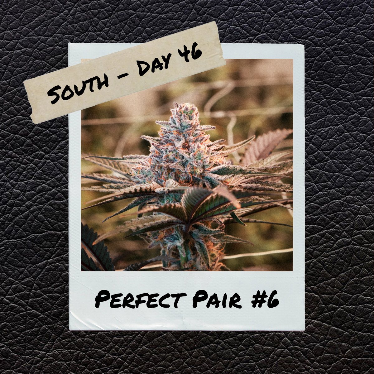 FreddysFuego's tweet image. Perfect Pair is looking Fuego heading into the 2nd round of The Hunt!