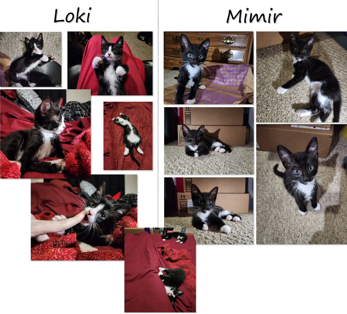 After losing Tangerine, I wasn't looking for another kitten yet.. but here I am, with 2 brothers now who fell into my lap. They're really sweet and have made this their home quick. Welcome home Loki and Mimir!
