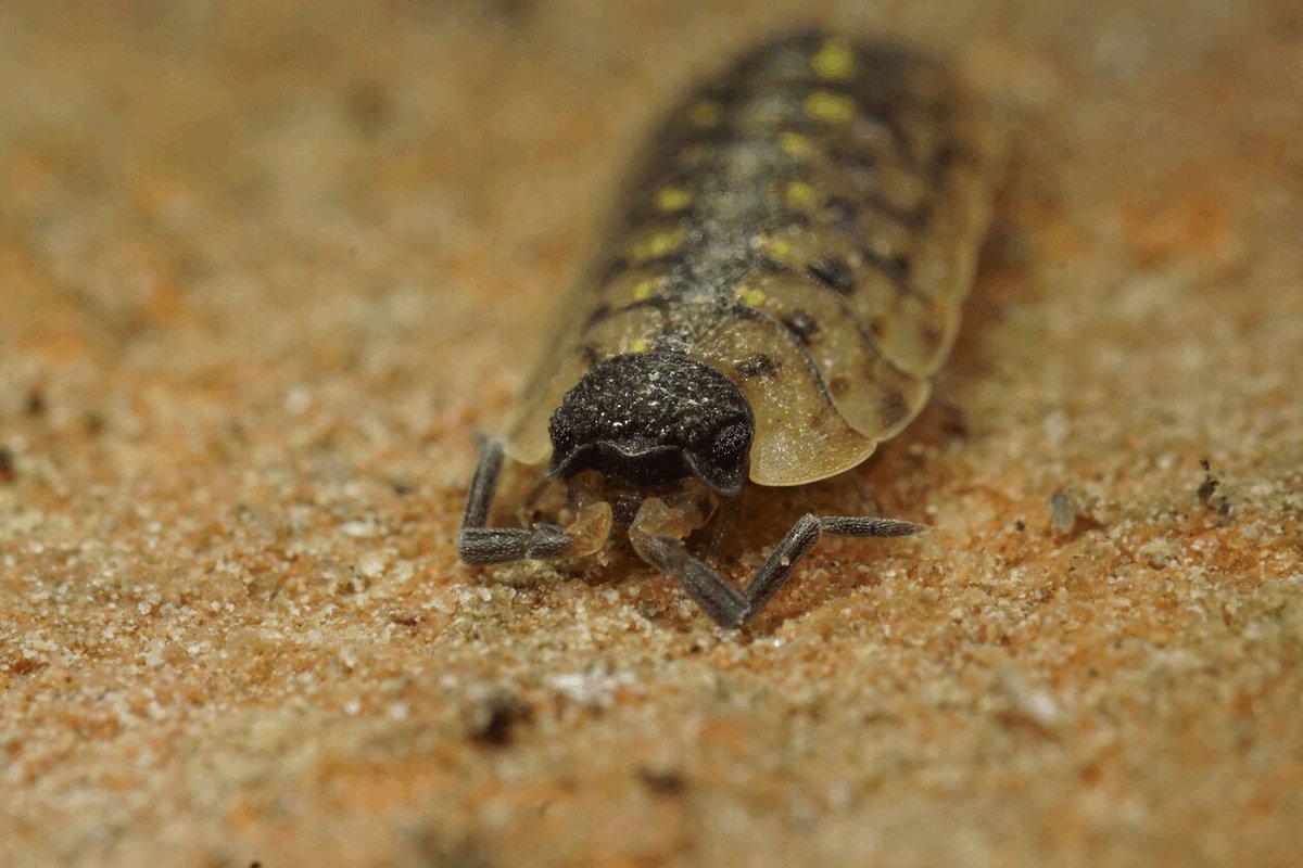 crittercrawlers's tweet photo. Does your terrarium need a good clean?  We supply Isopods and Springtails!   Shop online and reach out to place a specialty order.  https://t.co/7kMwcpVce9 

#crittersandcrawlers #critters #crawlers #bandedcrickets #feederinsects #livefeeders #livecrickets #animalfood https://t.co/aouFekbr07