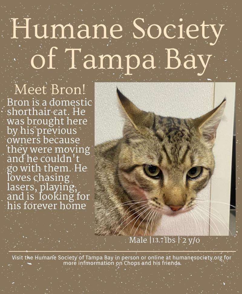 PawsUpTampa's tweet photo. Say hello to Bron! Bron is looking for someone who can create a fun chase with a laser pointer. Come visit Bron and his friends at @HumaneTampaBay! https://t.co/Vde361RMHO