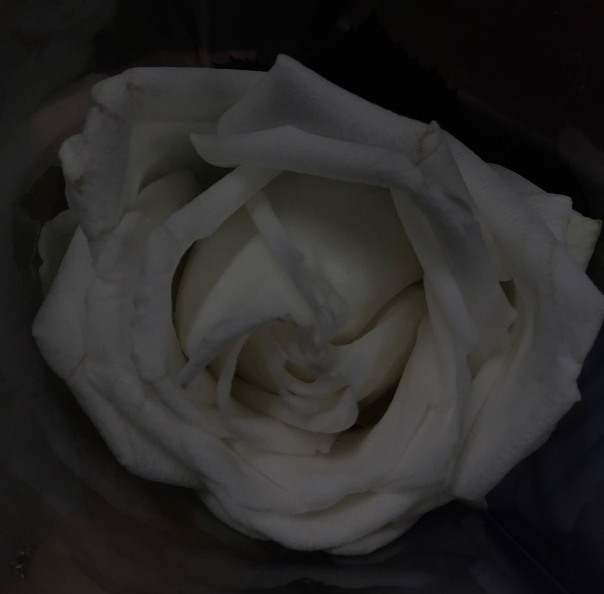 itdumpintherain's tweet photo. กุหลาบขาว
ความรักที่บริสุทธิ์ จริงใจ และไม่หวังอะไรตอบแทน https://t.co/5oXzAWl4tu