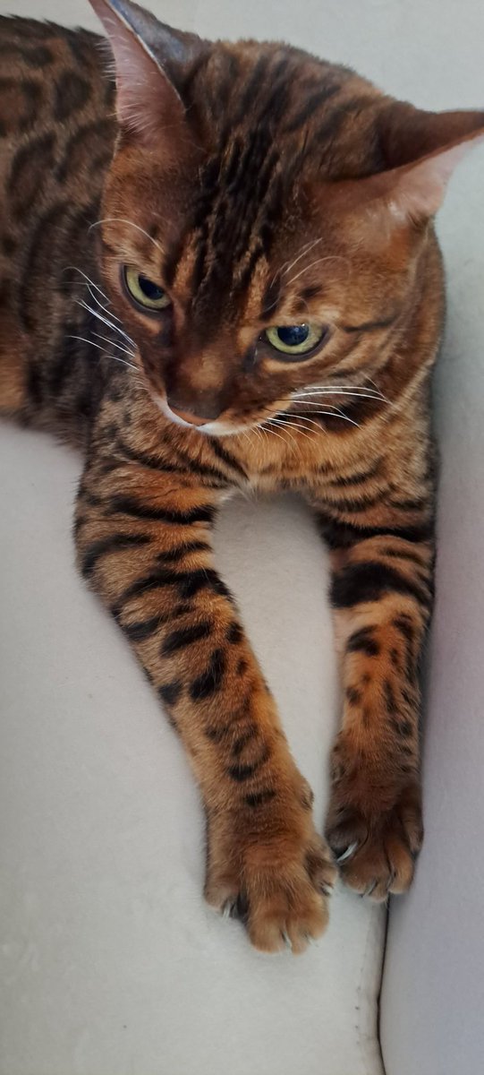 Fuzzy Whisperer!💙🌊🦓🇺🇦🪷🧘‍♀️ #HarrisWalz tweet media