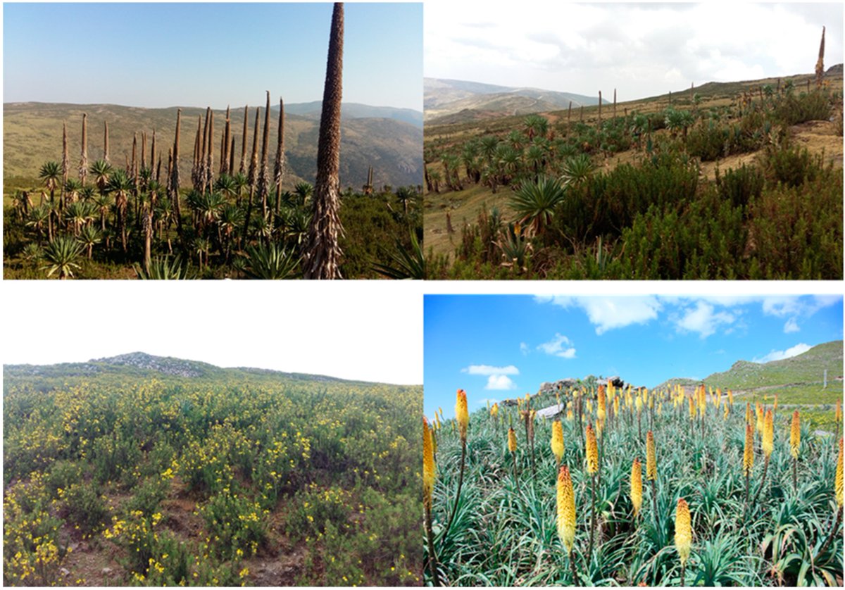SeedsMdpi's tweet photo. 📢New Paper in #Seeds entitled "Evaluation of #germination under different #storage conditions of four endemic plant species from Ethiopia: implications for ex situ conservation in seed banks" by Sinework Dagnachew et al.
🔓Read it here: https://t.co/994tMKyjs9 https://t.co/g2rOp8yCFx