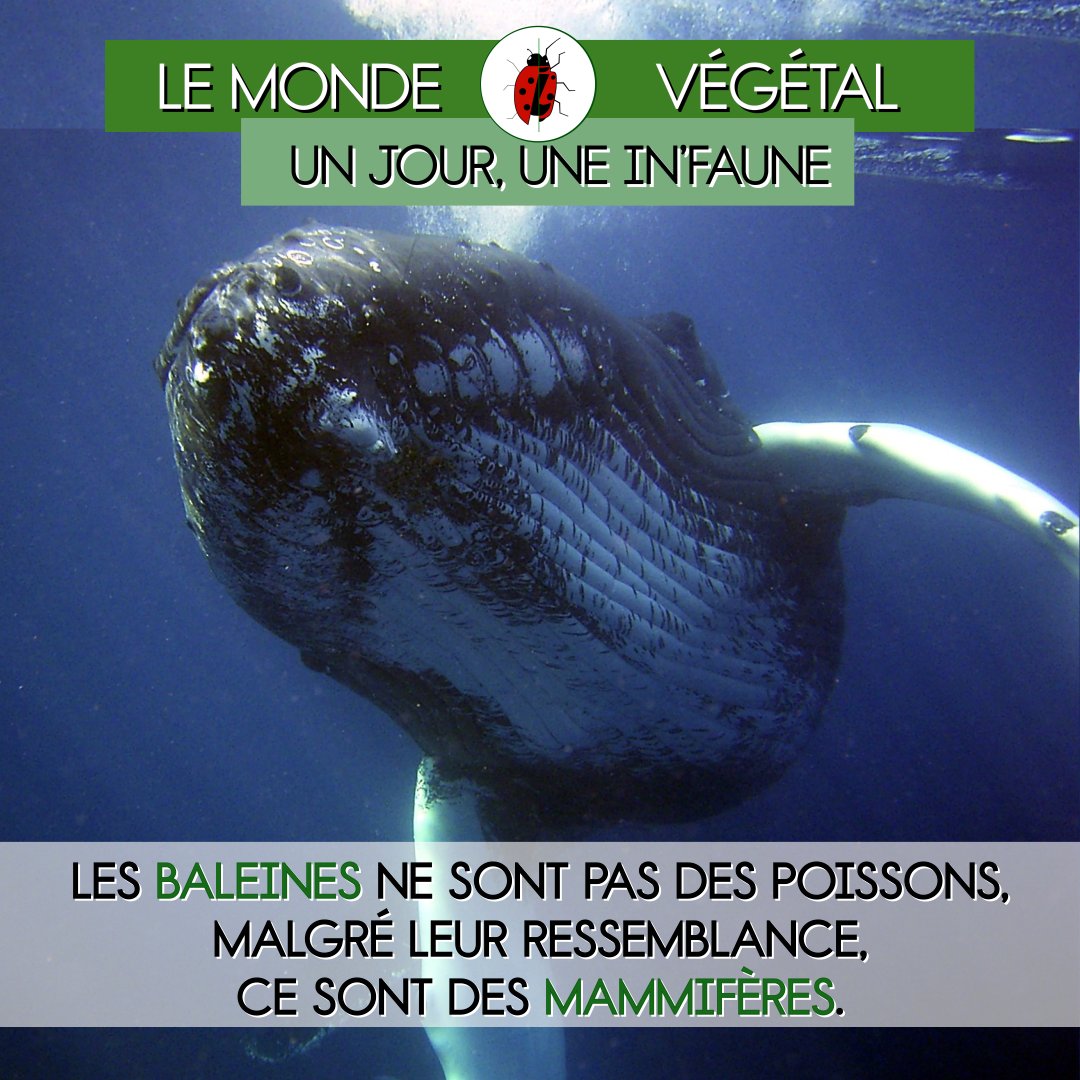 coccidarmes's tweet image. #Infaune

Quelle relation peut entretenir une minuscule #algue avec le plus gros cétacé des #océans ? 🐳

#Baleine, #plante, #plancton… Ils font tous partie d’un #écosystème et œuvrent en harmonie pour maintenir la #vie.

Plus d’#Info #MondeVégétal sur notre page Fb #Coccidarmes
