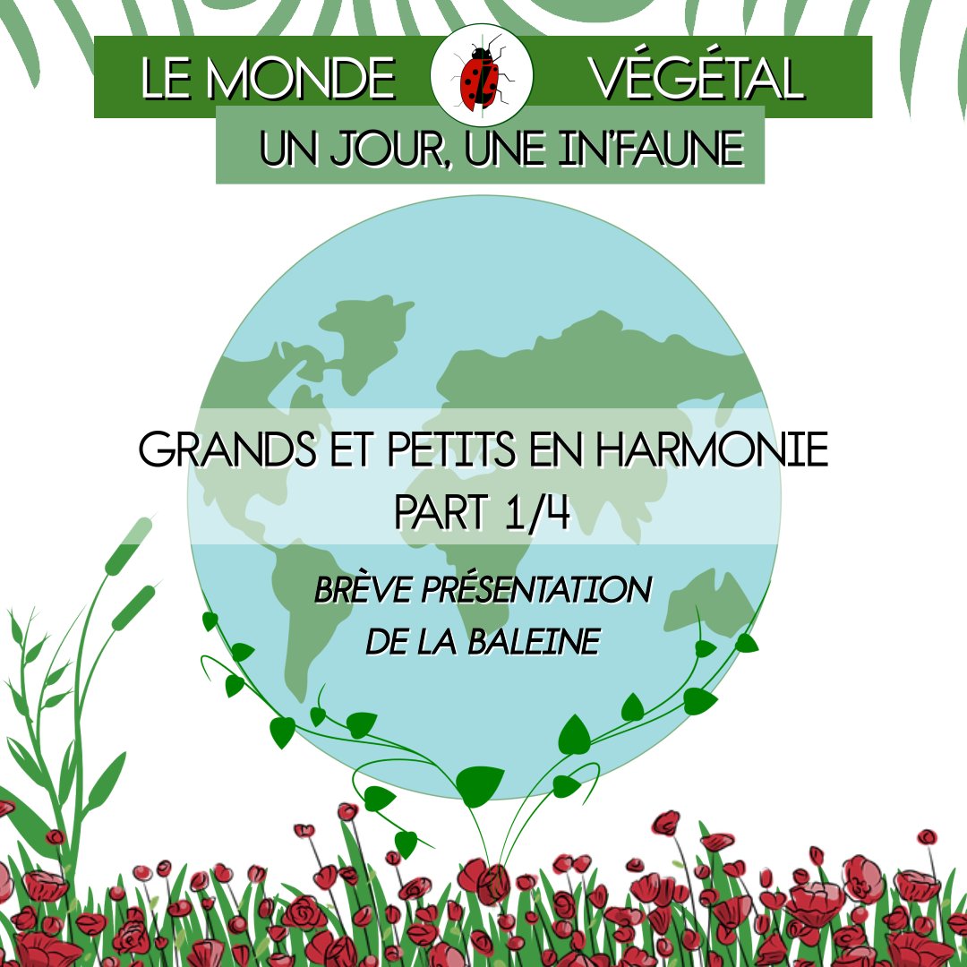 coccidarmes's tweet image. #Infaune

Quelle relation peut entretenir une minuscule #algue avec le plus gros cétacé des #océans ? 🐳

#Baleine, #plante, #plancton… Ils font tous partie d’un #écosystème et œuvrent en harmonie pour maintenir la #vie.

Plus d’#Info #MondeVégétal sur notre page Fb #Coccidarmes