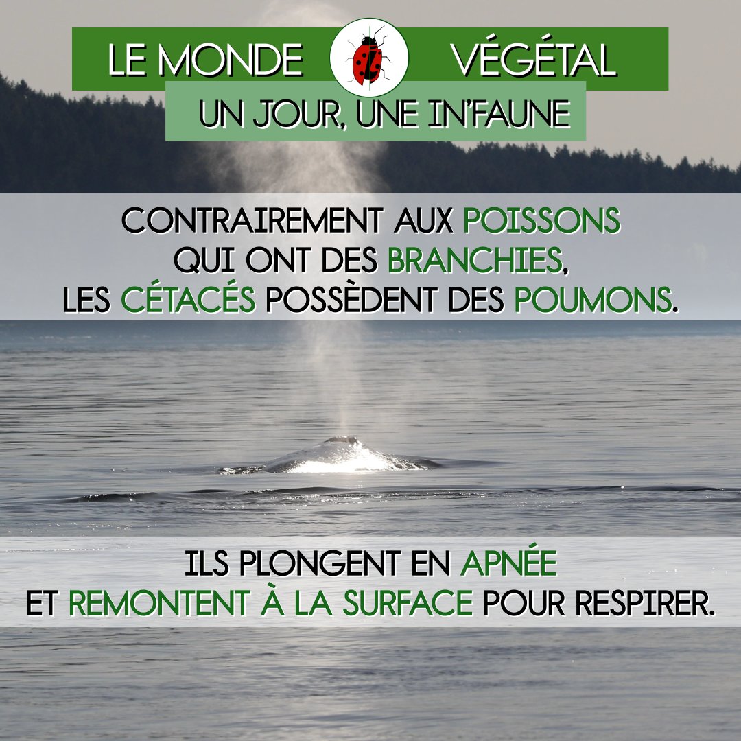 coccidarmes's tweet image. #Infaune

Quelle relation peut entretenir une minuscule #algue avec le plus gros cétacé des #océans ? 🐳

#Baleine, #plante, #plancton… Ils font tous partie d’un #écosystème et œuvrent en harmonie pour maintenir la #vie.

Plus d’#Info #MondeVégétal sur notre page Fb #Coccidarmes
