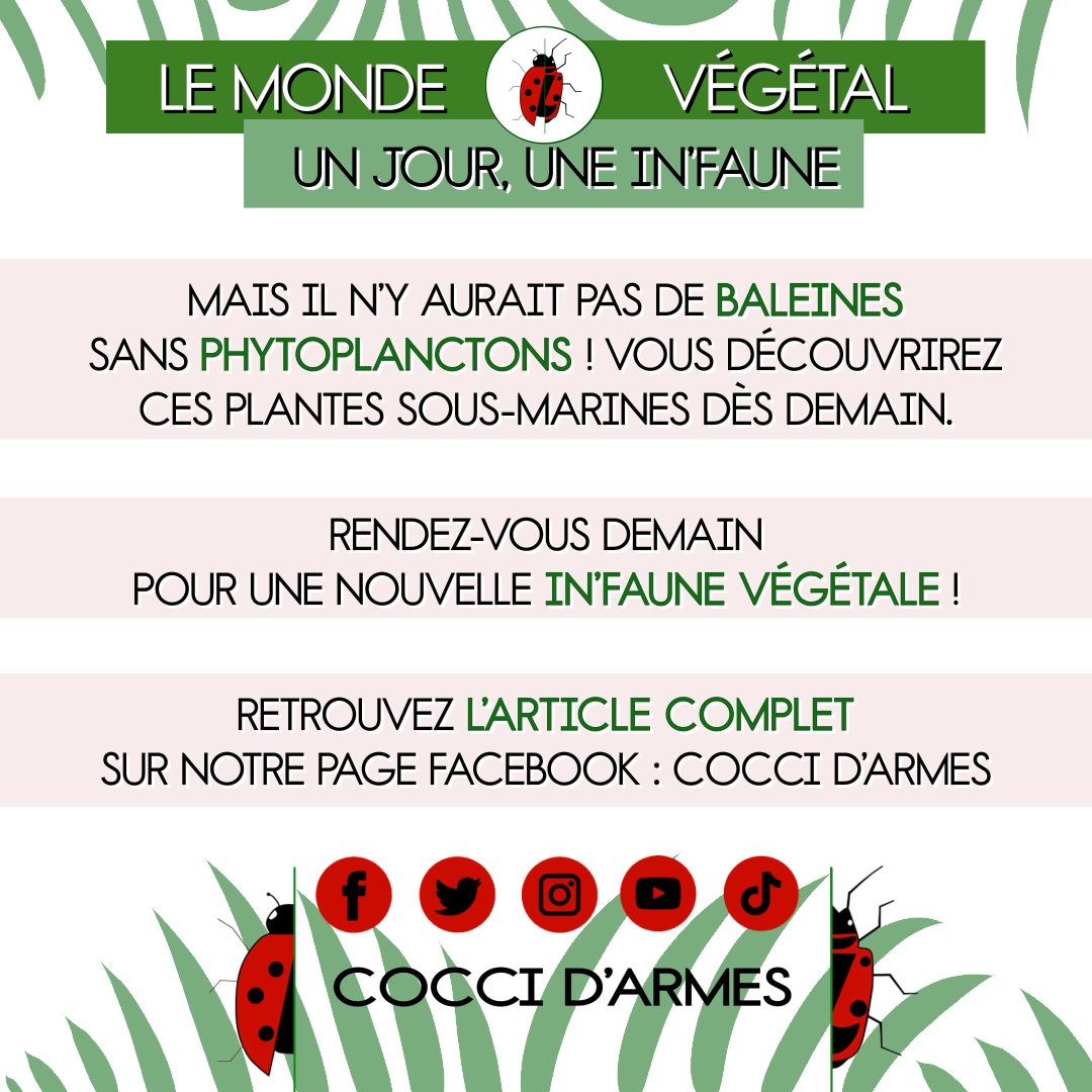 coccidarmes's tweet image. #Infaune

Quelle relation peut entretenir une minuscule #algue avec le plus gros cétacé des #océans ? 🐳

#Baleine, #plante, #plancton… Ils font tous partie d’un #écosystème et œuvrent en harmonie pour maintenir la #vie.

Plus d’#Info #MondeVégétal sur notre page Fb #Coccidarmes