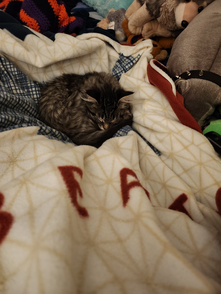 KristyTracey's tweet image. 