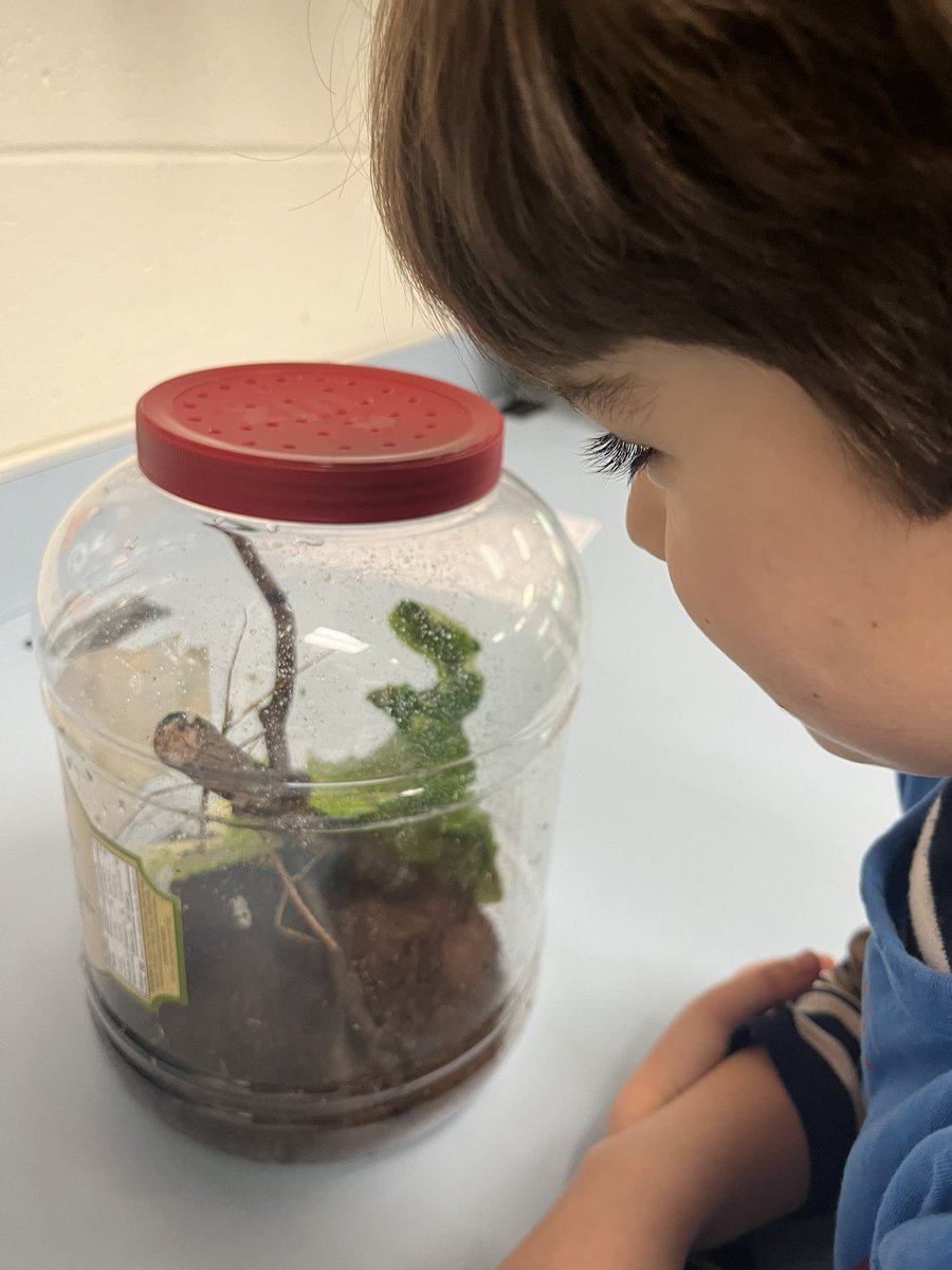 Stick bugs are perfect for a science observation… what can we Observe, Wonder, and Learn?