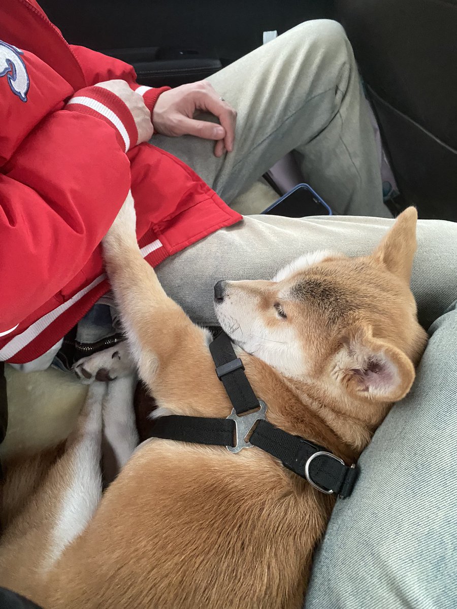 hdUyMC's tweet photo. 私の愛犬花枝丸です~

#柴犬のいる生活   #柴犬のいる幸せ https://t.co/QoXzetUGxQ