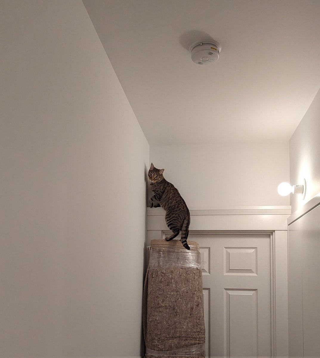 pico cat tweet media