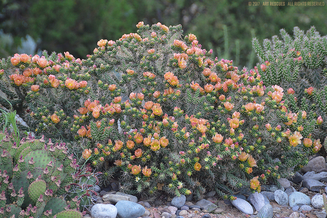 santafecholla's tweet photo. 20 years after the Cactus Rescue Project formed to save the Santa Fe Cholla the state-listed endangered species is doing well with plans to continue the mission. Eldorado at Santa Fe has the largest populations of the cholla to be found anywhere. https://t.co/7PqDz6AiVz