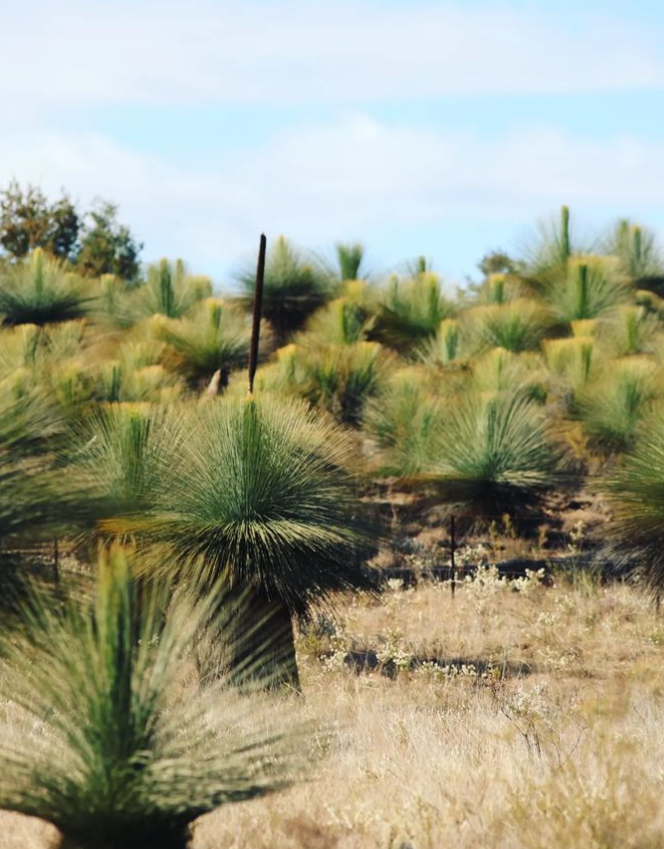 Huge congrats to LLUNE's Dr Luke Milan for his recent #ARCLinkage success! Luke is part of a team from <a href="/UQ_News/">UQ News</a> <a href="/QUT/">QUT</a> and QLD &amp; NSW geological surveys who aim to unravel the tectonic history of contorted #ultramafic and high pressure #metamorphic rocks in eastern Australia. 👏👏👏