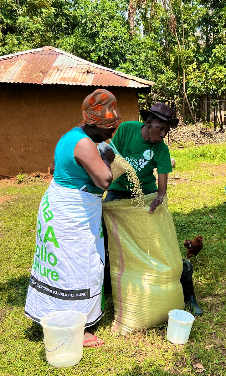 The Farmercist (@calebkaruga) on Twitter photo After getting financing for certified seeds, fertilizer, agronomy training & crop insurance from <a href="/apolloagri/">Apollo Agriculture</a>, Mr Wanjala moved from harvesting a yield of 7 sacks to 22 sacks of maize per acre! Sign up today via apolloagriculture.com/caleb23 & enjoy #MavunoTeleBilaStress After getting financing for certified seeds, fertilizer, agronomy training & crop insurance from <a href="/apolloagri/">Apollo Agriculture</a>, Mr Wanjala moved from harvesting a yield of 7 sacks to 22 sacks of maize per acre! Sign up today via apolloagriculture.com/caleb23 & enjoy #MavunoTeleBilaStress