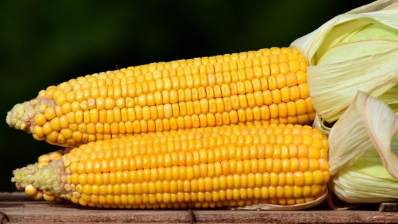 Estados Unidos es el más importante productor, consumidor y exportador de maíz del mundo. Sus cosechas sirven para alimentar ganado y automóviles. Cerca de 60 por ciento del consumo local del grano se destina a usos industriales.El cultivo es un negocio, no parte de su cultura.