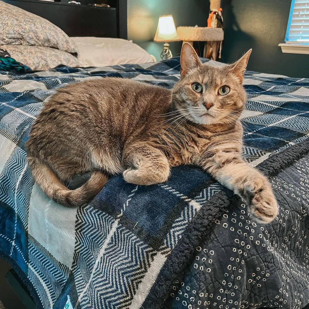 kinglouis_xvii's tweet photo. Olivia likes to live life on the edge ๐น
#polydactylcatsofinstagram #tabbycatsofig #catnapsallday https://t.co/RD0u1tzMj0 https://t.co/tUBZvnx14j