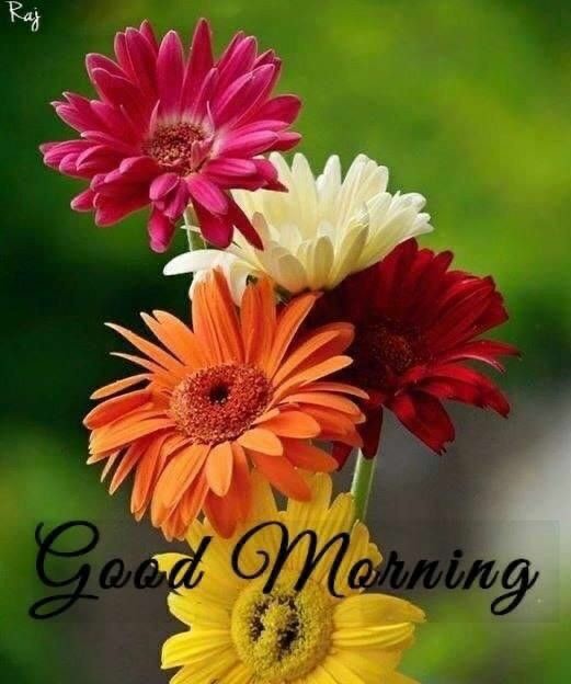 marichotabelina's tweet image. Happy Friday morning @ALDubFTnQT 
#ALDUBatADNLaya 💖 
@marichotabelina @mariachonatabe1