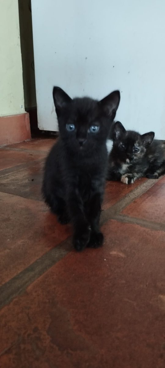 jfergo86's tweet photo. #InfoMichis, estos 4 michis están buscando familia, ya tienen más de un mes, ya están fuertes, se van con compromiso de castración y con delivery incluido. Llévate pue para tu michito, te quita la mala vibra y te hace ganar telebingo 🐱🤩 Contacto 0994.313.815 @koalandeMichi https://t.co/zNyBsv4rCV