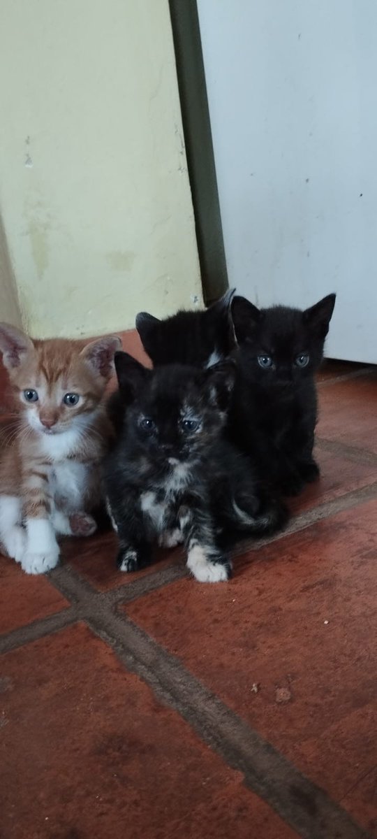 jfergo86's tweet photo. #InfoMichis, estos 4 michis están buscando familia, ya tienen más de un mes, ya están fuertes, se van con compromiso de castración y con delivery incluido. Llévate pue para tu michito, te quita la mala vibra y te hace ganar telebingo 🐱🤩 Contacto 0994.313.815 @koalandeMichi https://t.co/zNyBsv4rCV