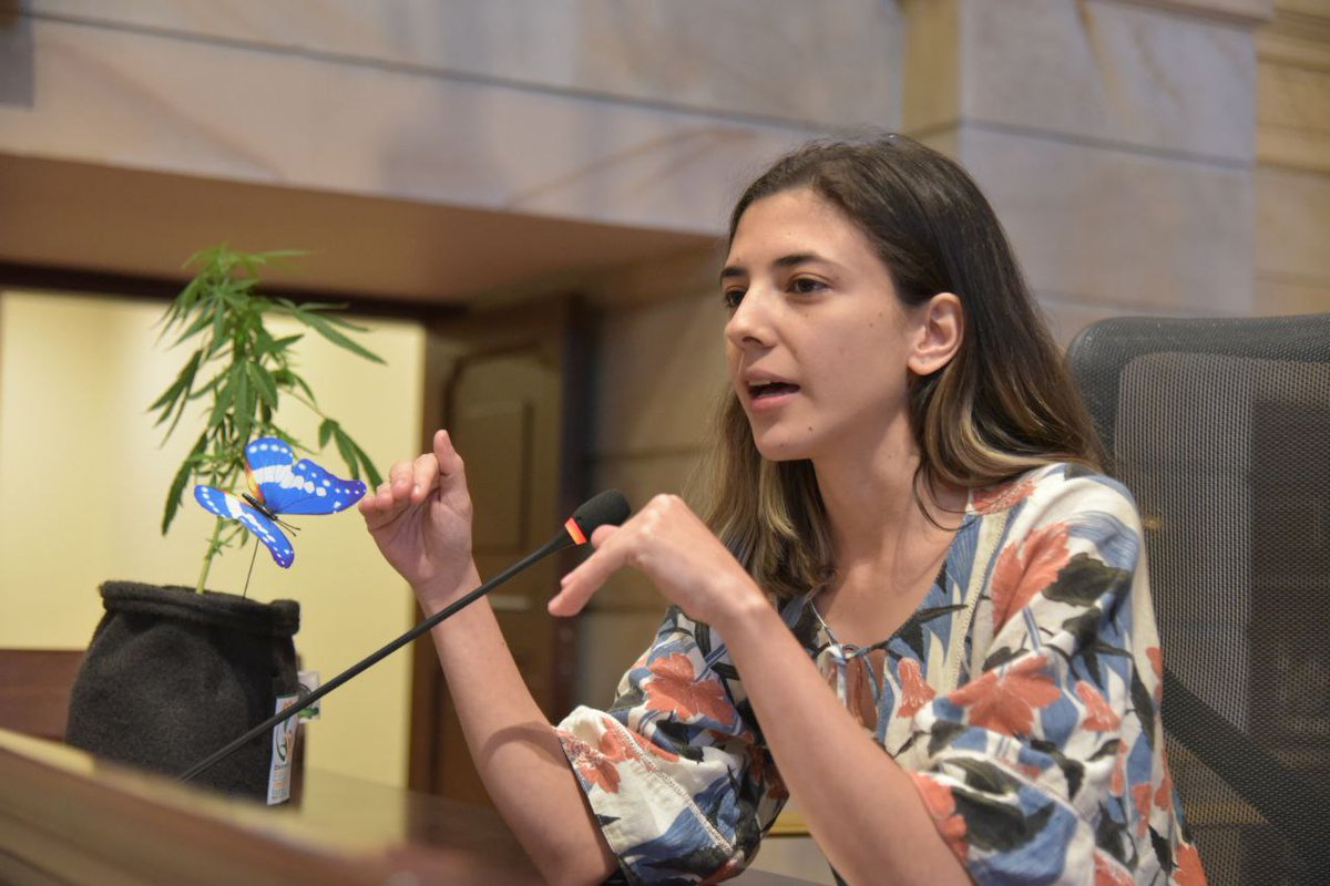 CamaraColombia's tweet photo. #HoyEnCámara El representante @alejoocampog convocó a gremios y activistas relacionados con la industria del Cannabis, en esta audiencia se abrió espacio para la discusión de los proyectos que giran en torno a la regulación del Cannabis de uso adulto. https://t.co/aFI3vjOF7b